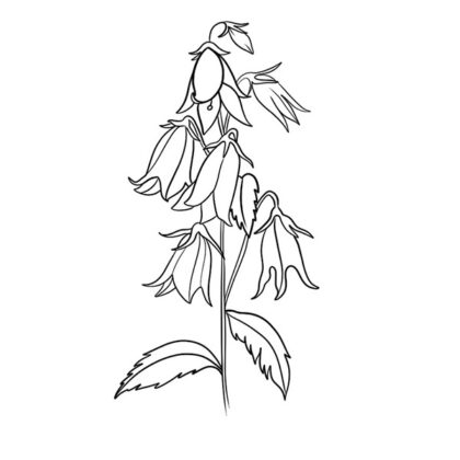 Campanula Flowers Coloring Page