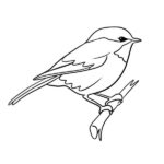 Sparrow Coloring Page – Little Bird Line Art